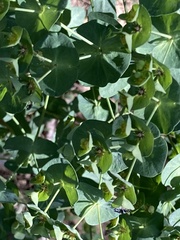 Euphorbia semiperfoliata