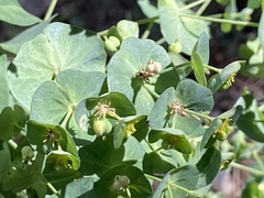 Euphorbia semiperfoliata