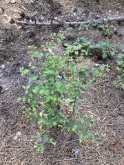 Euphorbia semiperfoliata