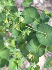 Euphorbia semiperfoliata
