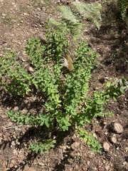 Euphorbia insularis