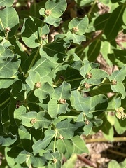 Euphorbia insularis