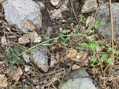Euphorbia semiperfoliata