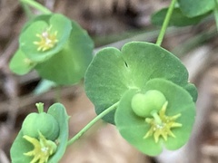 Euphorbia semiperfoliata