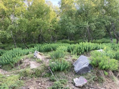 Euphorbia insularis
