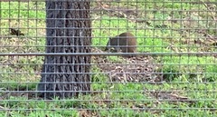 Isoodon obesulus obesulus