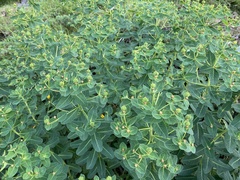 Euphorbia insularis