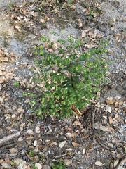 Euphorbia semiperfoliata