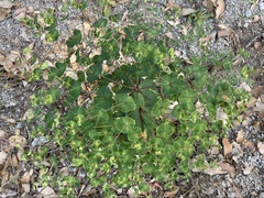 Euphorbia semiperfoliata