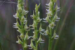 Prasophyllum occidentale