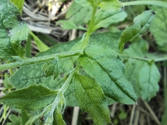 Bothriospermum zeylanicum