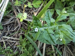 Bothriospermum zeylanicum