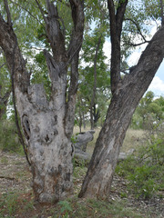 Eucalyptus microneura