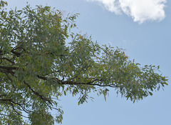 Eucalyptus microneura