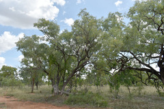 Eucalyptus microneura