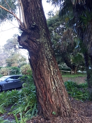 Eucalyptus fulgens