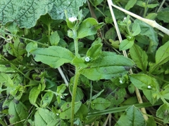 Bothriospermum zeylanicum