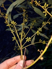 Eucalyptus fulgens