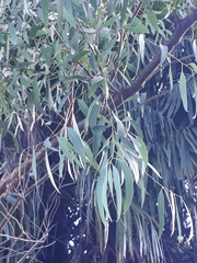 Eucalyptus fulgens