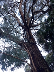 Eucalyptus fulgens