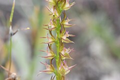 Prasophyllum pyriforme