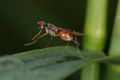 Cnodacophora stylifera