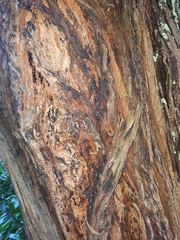 Eucalyptus fulgens