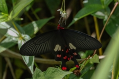 Byasa polyeuctes termessus