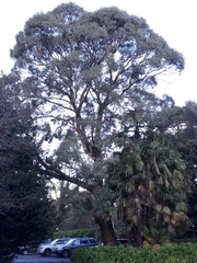 Eucalyptus fulgens