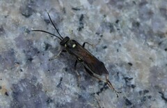 Macrophya kongosana