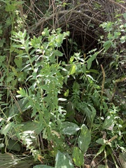 Euphorbia hirsuta