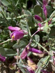 Rhinotropis subspinosa