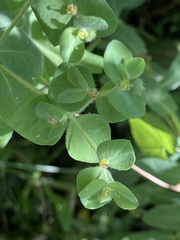 Euphorbia hirsuta
