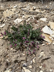 Rhinotropis subspinosa