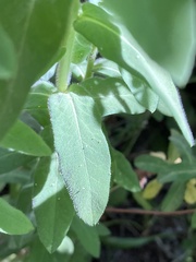 Euphorbia hirsuta