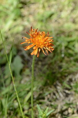 Crepis aurea