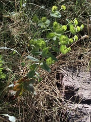 Euphorbia semiperfoliata