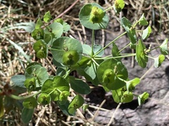 Euphorbia semiperfoliata