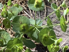 Euphorbia semiperfoliata