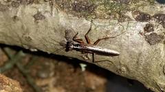 Mantoida maya