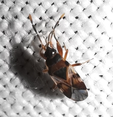 Scolopostethus cognatus