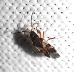 Scolopostethus cognatus