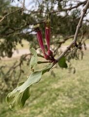Tapinanthus