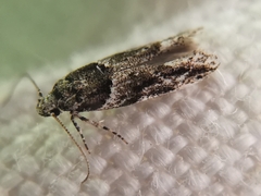 Recurvaria nanella
