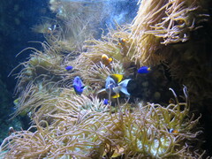 Ctenochaetus tominiensis