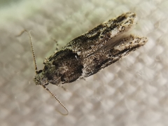 Recurvaria nanella