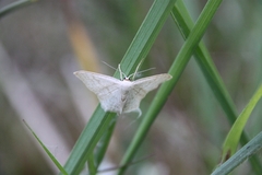 Idaea fuscovenosa