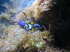 Ctenochaetus tominiensis