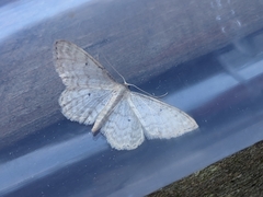 Idaea fuscovenosa