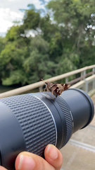 Thespieus aspernatus